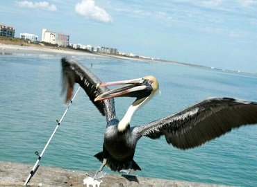 The Book of Rah authors pet pelicn G6 attacking paparazzi posing as a fisherman.